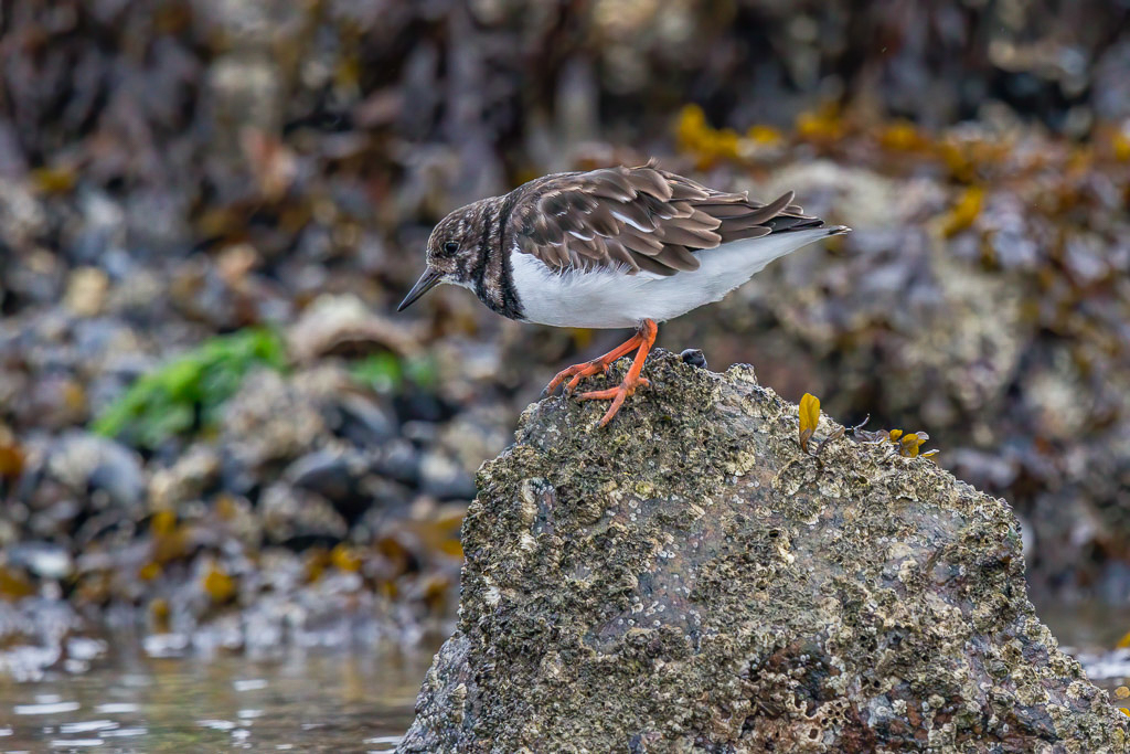 Canon EOS 7D Mark II - EF600mm f/4L IS II USM +1.4x III @ 840 mm - 1/800 Sek. bei f / 5,6 - ISO 1600