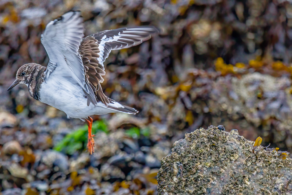 Canon EOS 7D Mark II - EF600mm f/4L IS II USM +1.4x III @ 840 mm - 1/800 Sek. bei f / 5,6 - ISO 1600