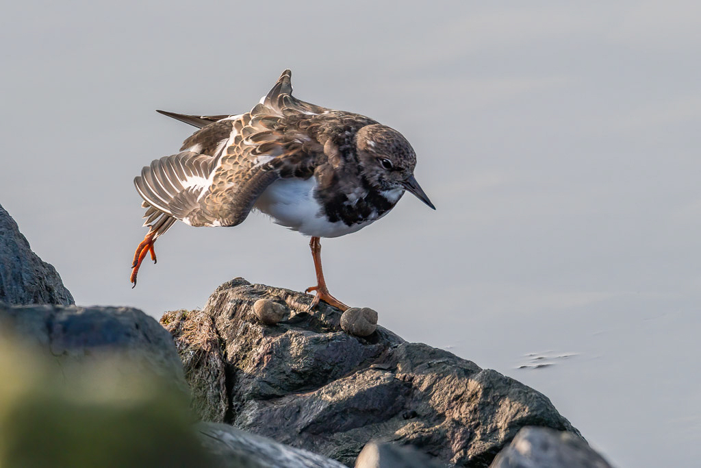 E-M1MarkII - M.300mm F4.0 + MC-14 @ 420 mm - 1/1600 Sek. bei f / 5,6 - ISO 320