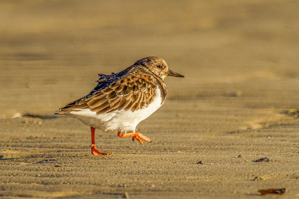 E-M1MarkII - M.300mm F4.0 + MC-14 @ 420 mm - 1/1600 Sek. bei f / 5,6 - ISO 200