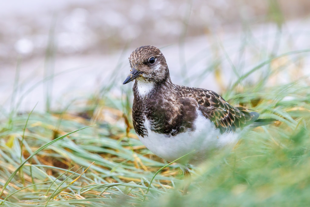 Canon EOS R7 - RF100-500mm F4.5-7.1 L IS USM @ 500 mm - 1/500 Sek. bei f / 9,0 - ISO 2500