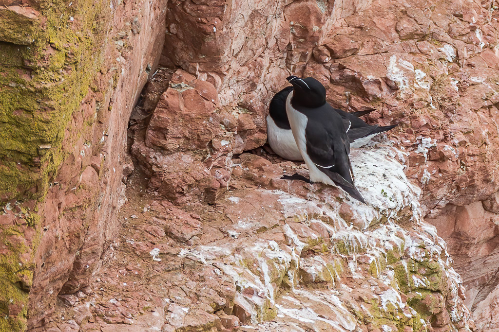 Canon EOS-1D Mark IV - EF600mm f/4L IS USM +1.4x @ 840 mm - 1/500 Sek. bei f / 7,1 - ISO 400