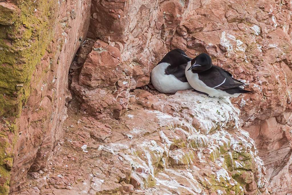 Canon EOS-1D Mark IV - EF600mm f/4L IS USM +1.4x @ 840 mm - 1/500 Sek. bei f / 7,1 - ISO 400