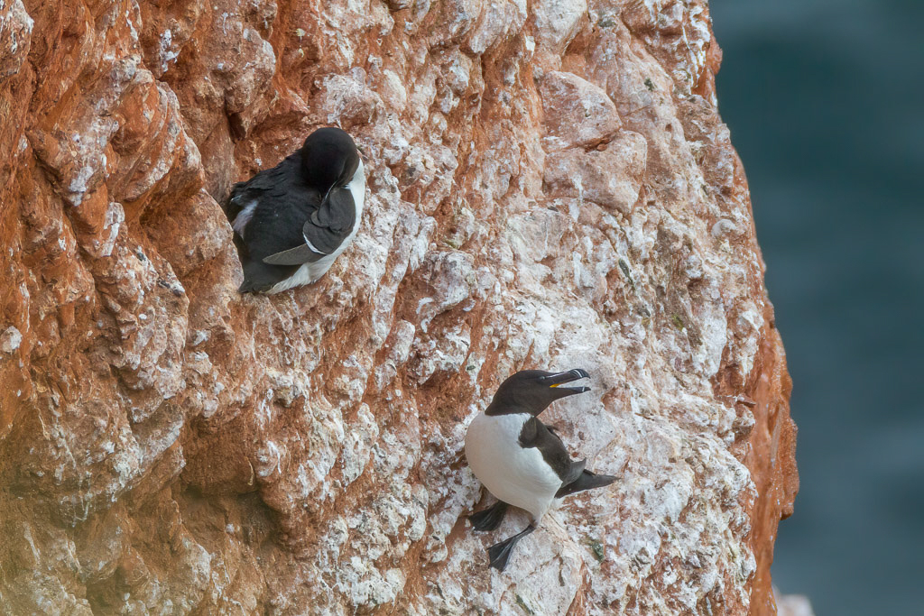 Canon EOS-1D Mark IV - EF600mm f/4L IS USM +2.0x @ 1200 mm - 1/1000 Sek. bei f / 8,0 - ISO 800