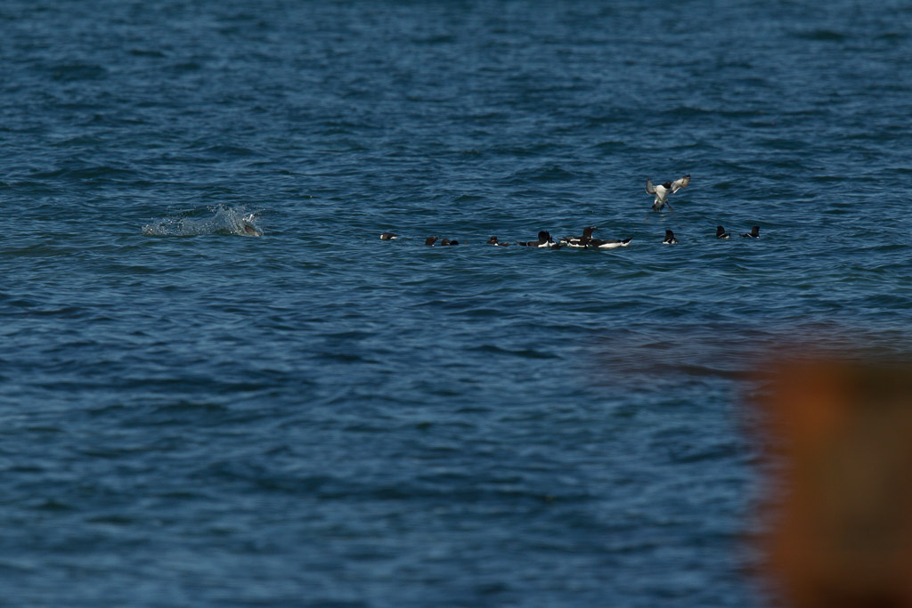 Canon EOS-1D Mark IV - EF600mm f/4L IS II USM +1.4x @ 840 mm - 1/2000 Sek. bei f / 8,0 - ISO 320