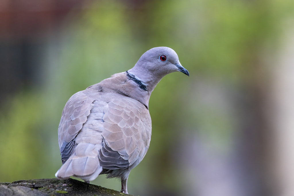 Canon EOS R5 - RF100-500mm F4.5-7.1 L IS USM + EXTENDER RF1.4x @ 700 mm - 1/160 Sek. bei f / 10 - ISO 2000