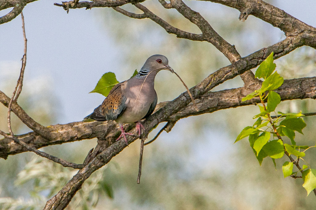 Canon EOS-1D Mark III - EF500mm f/4L IS USM +1.4x @ 700 mm - 1/1250 Sek. bei f / 10 - ISO 800