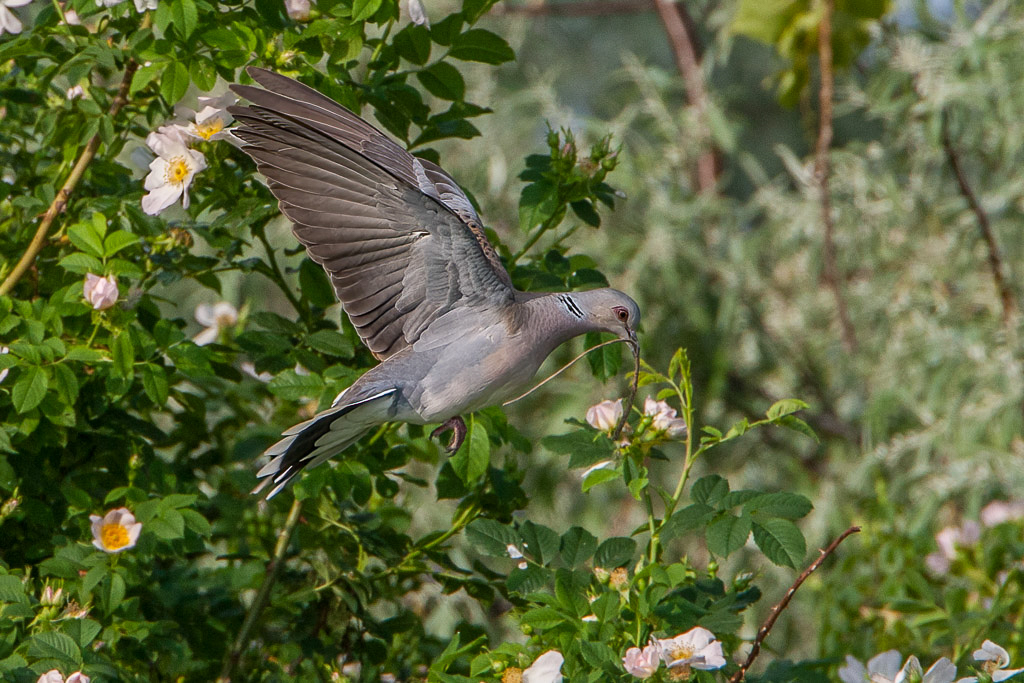 Canon EOS-1D Mark III - EF500mm f/4L IS USM +1.4x @ 700 mm - 1/1000 Sek. bei f / 10 - ISO 800