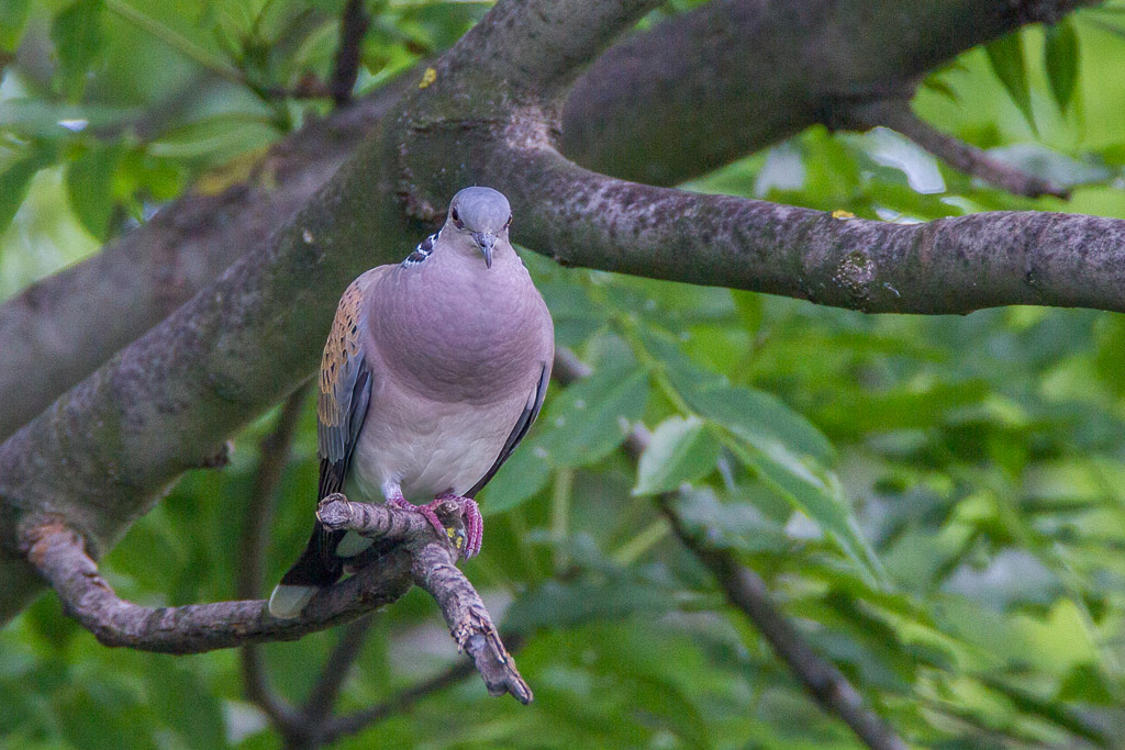 Canon EOS-1D Mark IV - EF600mm f/4L IS USM +1.4x @ 840 mm - 1/800 Sek. bei f / 5,6 - ISO 400