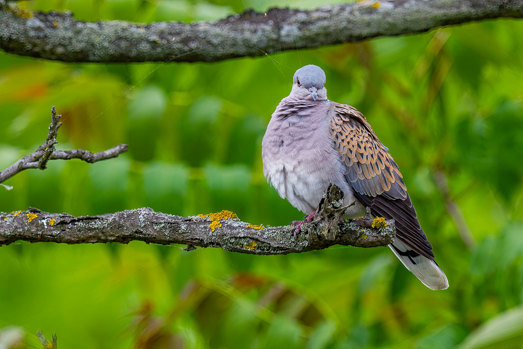 Canon EOS-1D Mark IV - EF600mm f/4L IS II USM +1.4x @ 840 mm - 1/125 Sek. bei f / 8,0 - ISO 400