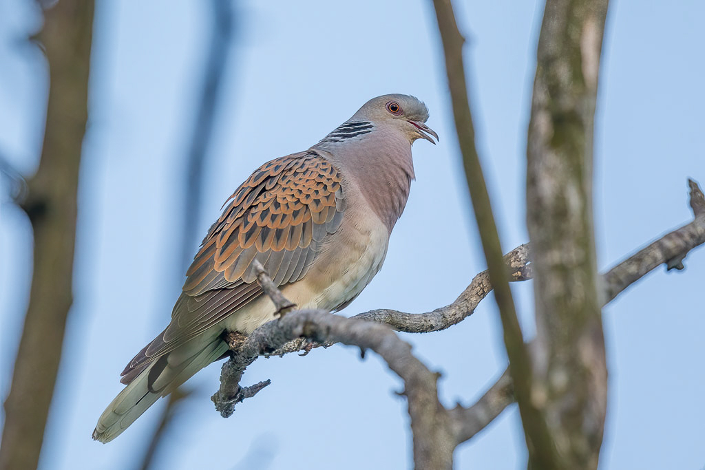 Canon EOS-1D Mark IV - EF600mm f/4L IS II USM +1.4x @ 840 mm - 1/1000 Sek. bei f / 5,6 - ISO 800