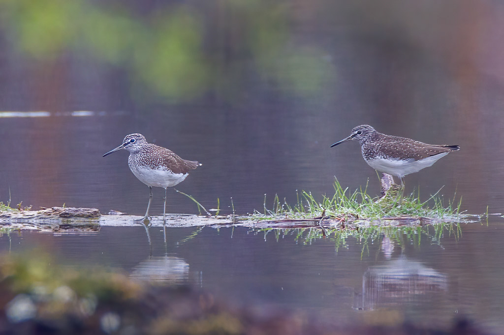 Canon EOS-1D Mark IV - EF600mm f/4L IS USM +1.4x @ 840 mm - 1/100 Sek. bei f / 8,0 - ISO 640