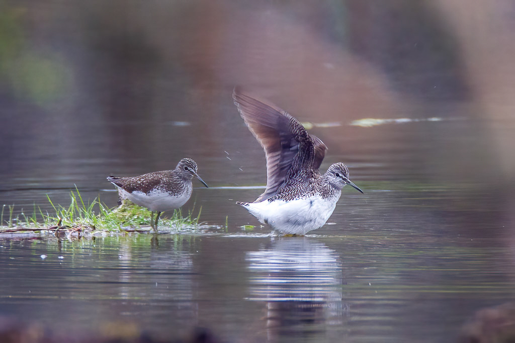 Canon EOS-1D Mark IV - EF600mm f/4L IS USM +1.4x @ 840 mm - 1/125 Sek. bei f / 8,0 - ISO 800