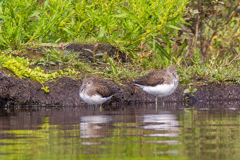 Canon EOS-1D Mark IV - EF600mm f/4L IS USM +1.4x @ 840 mm - 1/800 Sek. bei f / 8,0 - ISO 800