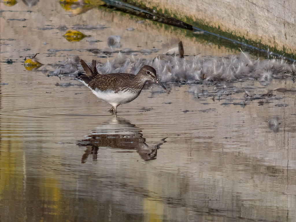 E-M5 - OLYMPUS M.45mm F1.8 @ 45 mm - 1/500 Sek. bei f / 1,8 - ISO 800