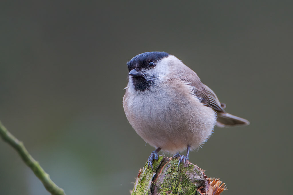 Canon EOS-1D Mark III - EF500mm f/4L IS USM +2.0x @ 1000 mm - 1/100 Sek. bei f / 8,0 - ISO 800