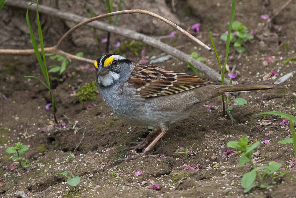 Canon EOS 7D Mark II - EF600mm f/4L IS II USM +1.4x III @ 840 mm - 1/1250 Sek. bei f / 5.6 - ISO 800