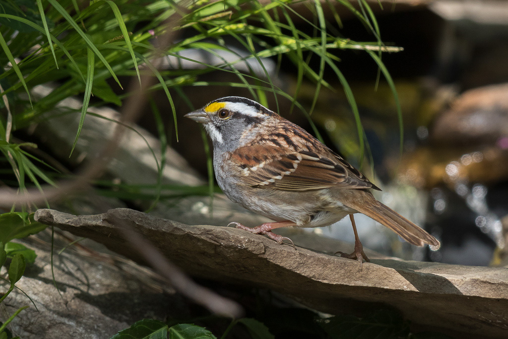 Canon EOS 7D Mark II - EF600mm f/4L IS II USM +1.4x III @ 840 mm - 1/800 Sek. bei f / 5.6 - ISO 400