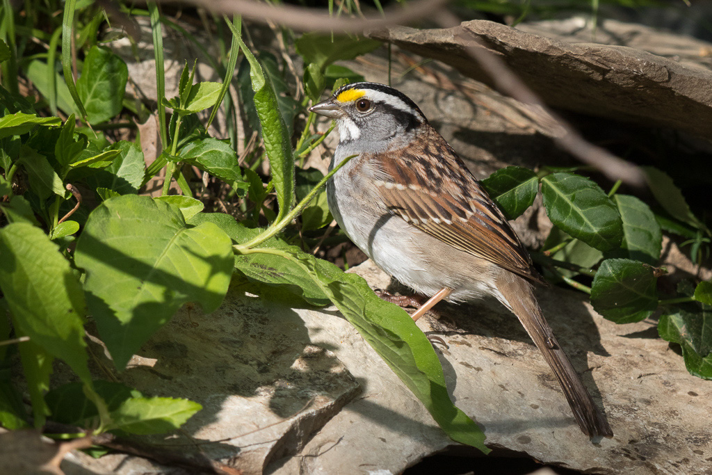 Canon EOS 7D Mark II - EF600mm f/4L IS II USM +1.4x III @ 840 mm - 1/800 Sek. bei f / 7.1 - ISO 400