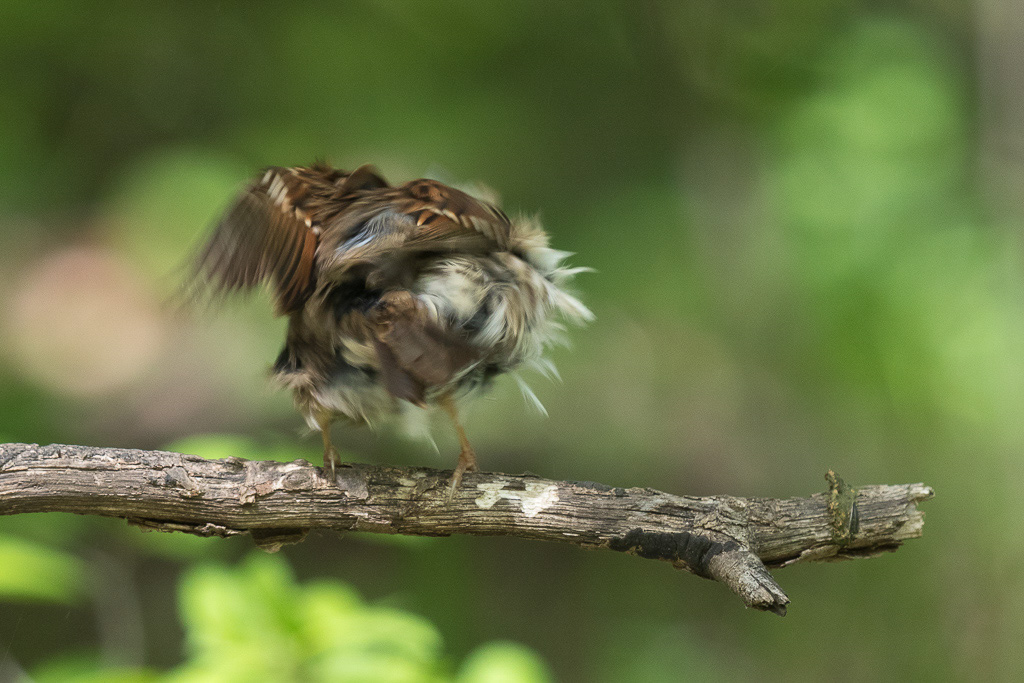 Canon EOS 7D Mark II - EF600mm f/4L IS II USM +1.4x III @ 840 mm - 1/400 Sek. bei f / 6.3 - ISO 800