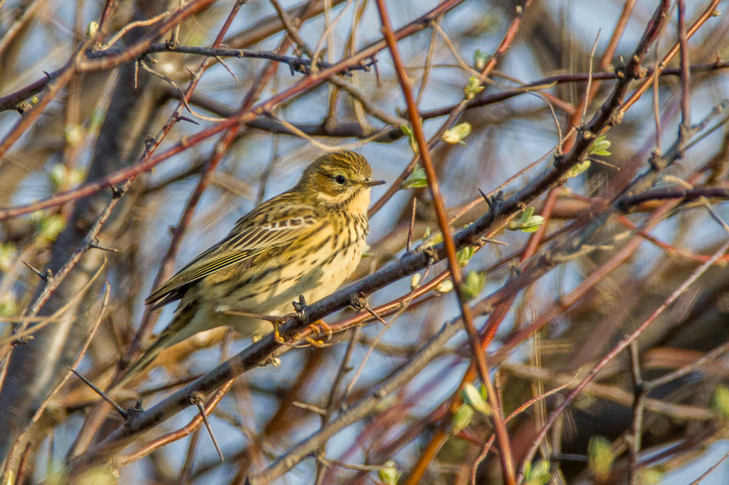 Canon EOS-1D Mark IV - EF600mm f/4L IS USM +1.4x @ 840 mm - 1/800 Sek. bei f / 8,0 - ISO 800