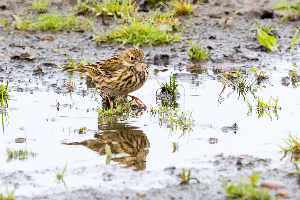 Canon EOS 7D Mark II - EF600mm f/4L IS II USM +1.4x III @ 840 mm - 1/400 Sek. bei f / 8,0 - ISO 800