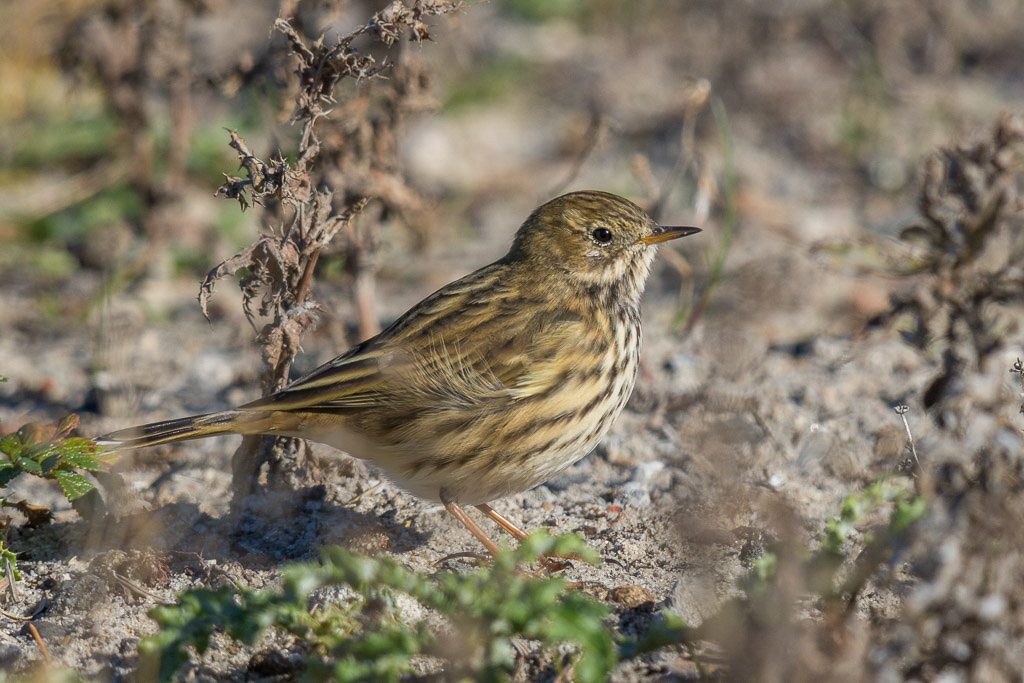 Canon EOS 7D Mark II - EF600mm f/4L IS II USM +2x III @ 1200 mm - 1/1000 Sek. bei f / 8,0 - ISO 400