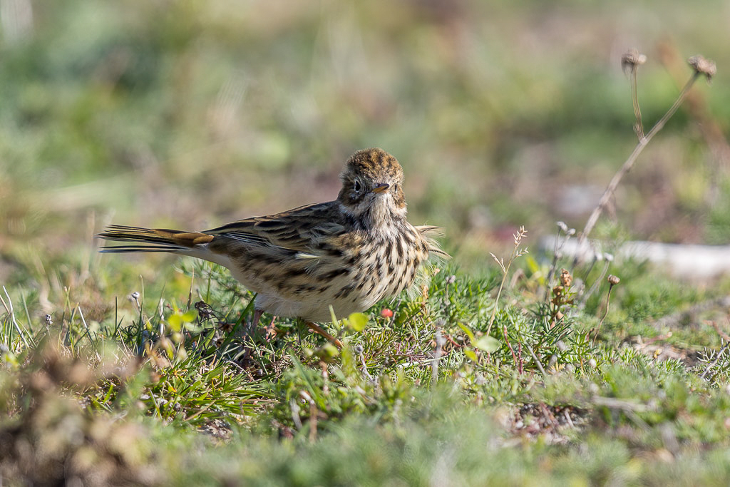 Canon EOS-1D X Mark II - EF600mm f/4L IS II USM +2x III @ 1200 mm - 1/1000 Sek. bei f / 8,0 - ISO 640