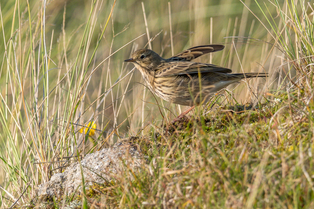 E-M1MarkII - M.300mm F4.0 + MC-14 @ 420 mm - 1/1000 Sek. bei f / 6,3 - ISO 400