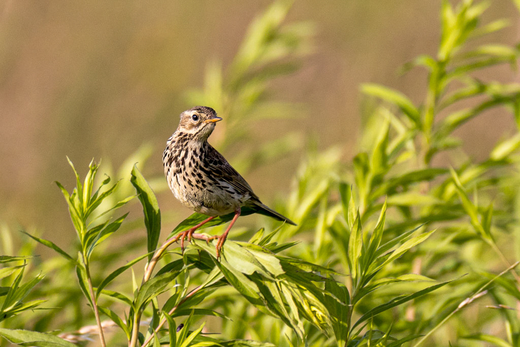 Canon EOS R - 60-600mm F4.5-6.3 DG OS HSM | Sports 018 +1.4x @ 840 mm - 1/250 Sek. bei f / 9,0 - ISO 400