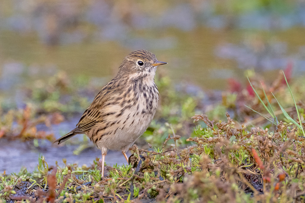Canon EOS R5 - EF600mm f/4L IS III USM +1.4x III @ 840 mm - 1/1000 Sek. bei f / 5,6 - ISO 6400