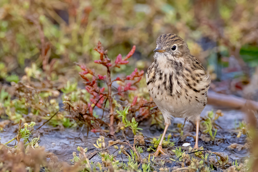 Canon EOS R5 - EF600mm f/4L IS III USM +1.4x III @ 840 mm - 1/1000 Sek. bei f / 5,6 - ISO 5000