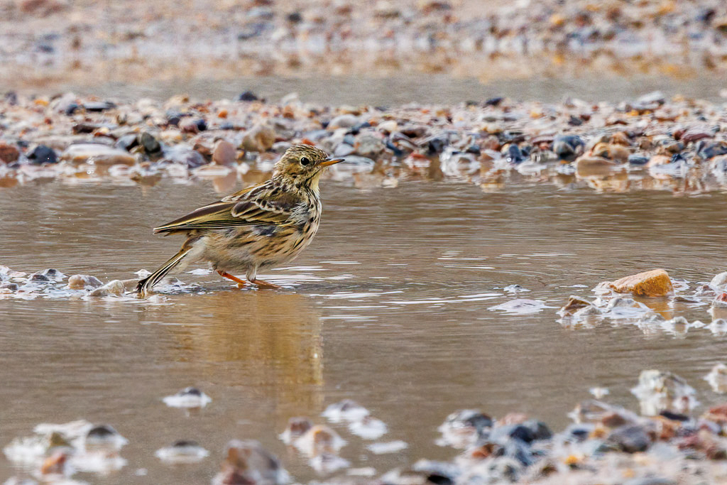 Canon EOS R5 - RF100-500mm F4.5-7.1 L IS USM @ 500 mm - 1/2000 Sek. bei f / 9,0 - ISO 1000