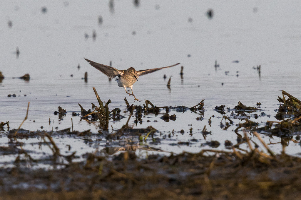 Canon EOS 7D Mark II - EF600mm f/4L IS II USM +1.4x III @ 840 mm - 1/2000 Sek. bei f / 7.1 - ISO 800