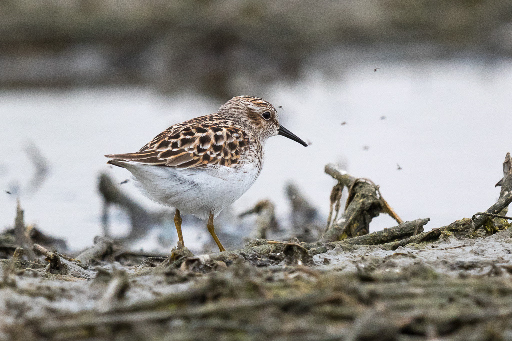 Canon EOS 7D Mark II - EF600mm f/4L IS II USM +1.4x III @ 840 mm - 1/1250 Sek. bei f / 5.6 - ISO 800