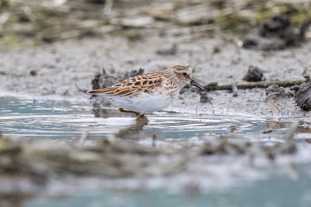 Canon EOS 7D Mark II - EF600mm f/4L IS II USM +1.4x III @ 840 mm - 1/800 Sek. bei f / 5.6 - ISO 800