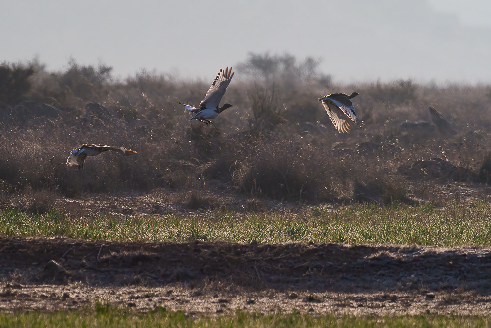 E-M1MarkII - M.300mm F4.0 + MC-14 bei 420 mm 1/3200 Sek. bei f / 5,6 ISO 800