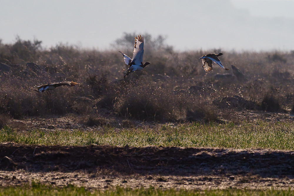 E-M1MarkII - M.300mm F4.0 + MC-14 bei 420 mm 1/3200 Sek. bei f / 5,6 ISO 800