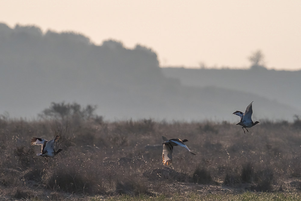 E-M1MarkII - M.300mm F4.0 + MC-14 bei 420 mm 1/6400 Sek. bei f / 5,6 ISO 800